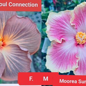 Soul Connection X Moorea Sunset Dream