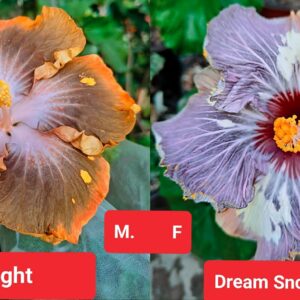 Starlight X Dream Snow Field