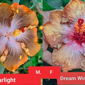 Starlight X Dream Wind Whisper