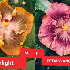 Starlight X Petar's Angel Star