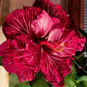 Tahitian Dragon’s Lair