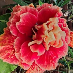 Tahitian Spotted Sun