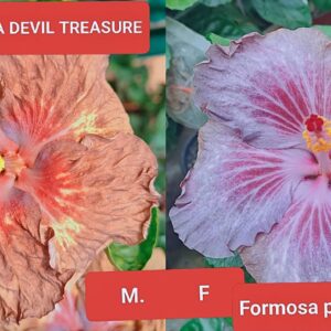 Taiwan Formosa Devil Treasure X Formosa Purple Jaguar