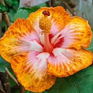 Taiwan Formosa Honey Toast