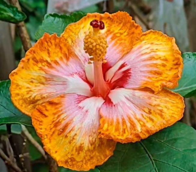 Taiwan Formosa Honey Toast