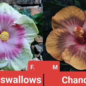 Taiwan Swallows X Chandana