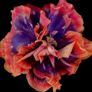 Wind Risa Blue sea love