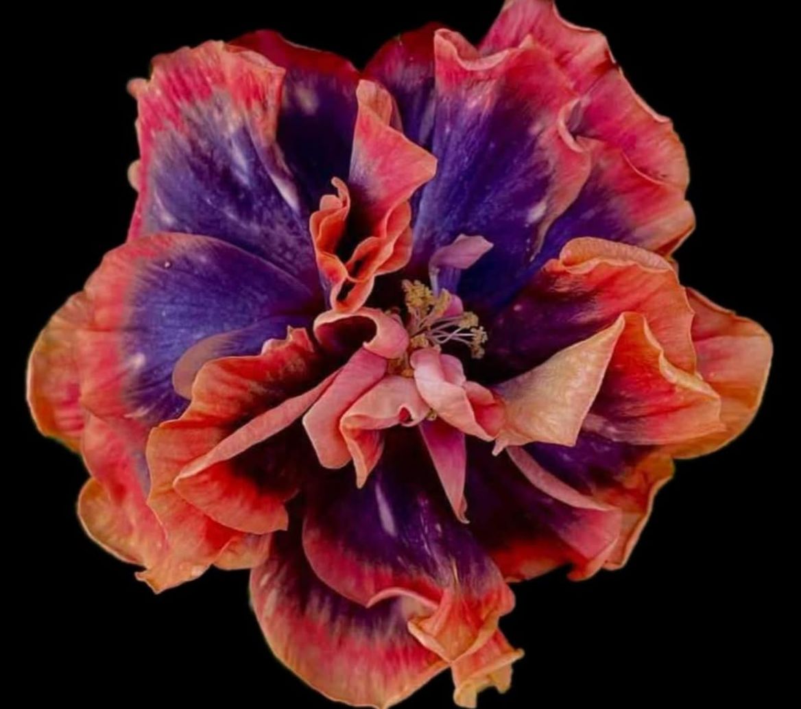 Wind Risa Blue sea love