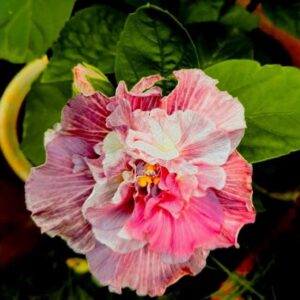 Wind Ros Blue Pheonix