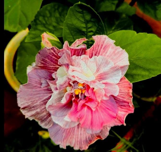 Wind Ros Blue Pheonix