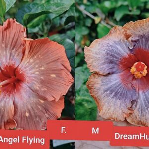 Wind Rosa Angel Flying X DreamHut Little Joe