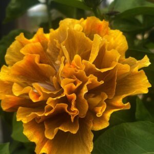 Wind Rosa Beautiful Room