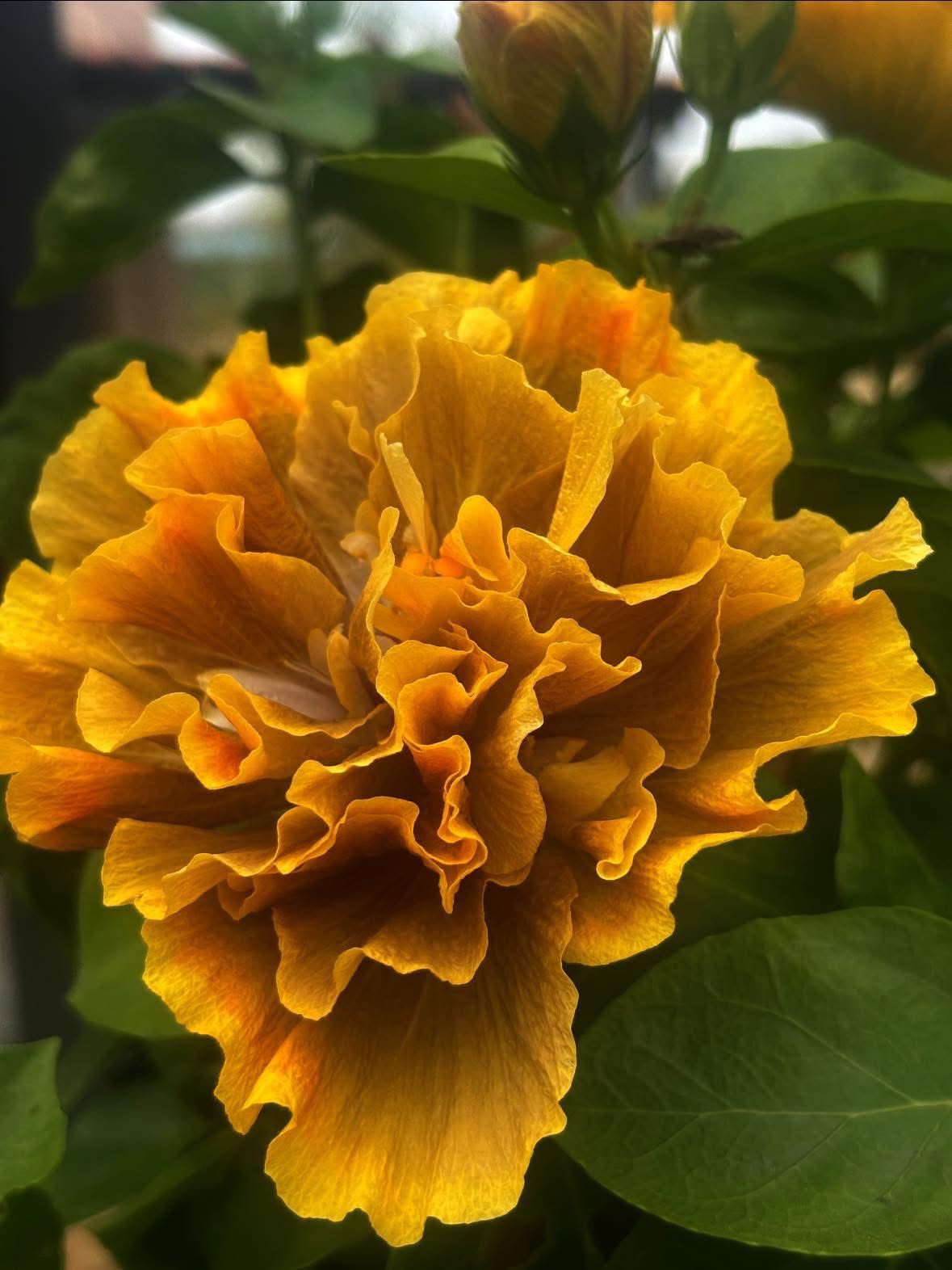 Wind Rosa Beautiful Room