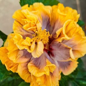 Wind Rosa Dream City of Wind