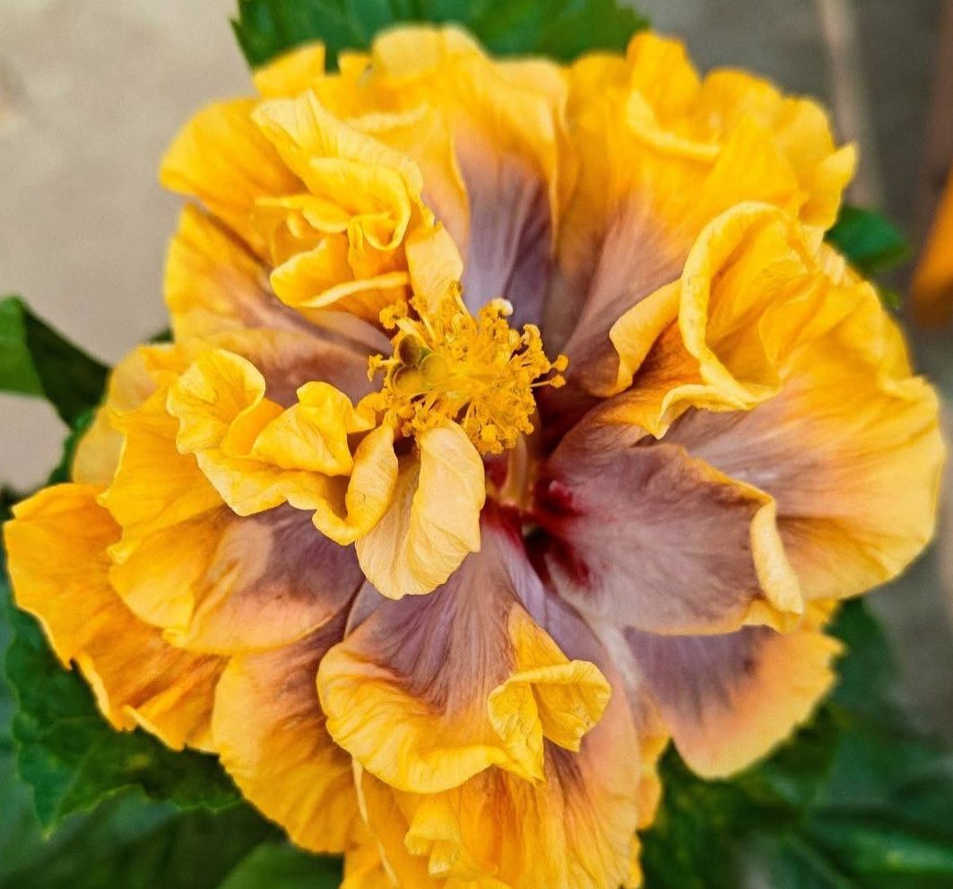 Wind Rosa Dream City of Wind