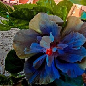 Wind Rosa Dream Star Shine