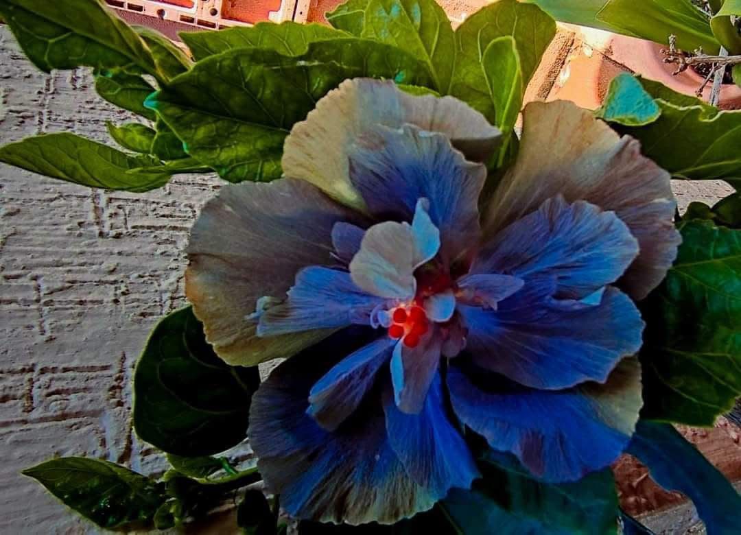 Wind Rosa Dream Star Shine