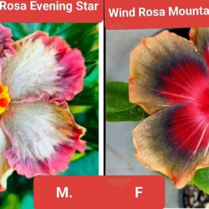 Wind Rosa Evening Star X Wind Rosa Mountain Sea