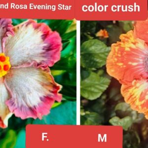 Wind Rosa Evenning Star X Color Crush