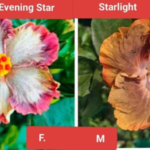 Wind Rosa Evenning Star X Starlight