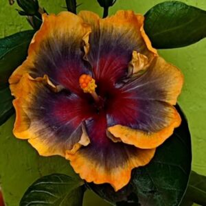 Wind Rosa Fairy Land