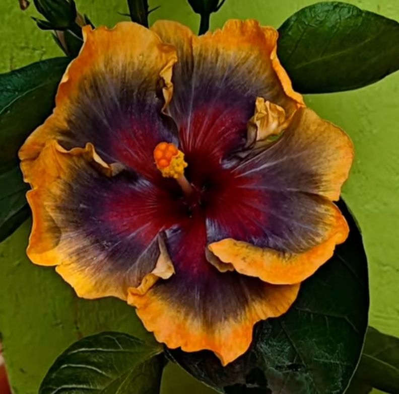 Wind Rosa Fairy Land