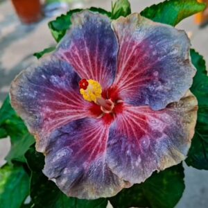 Wind Rosa Flower Dance