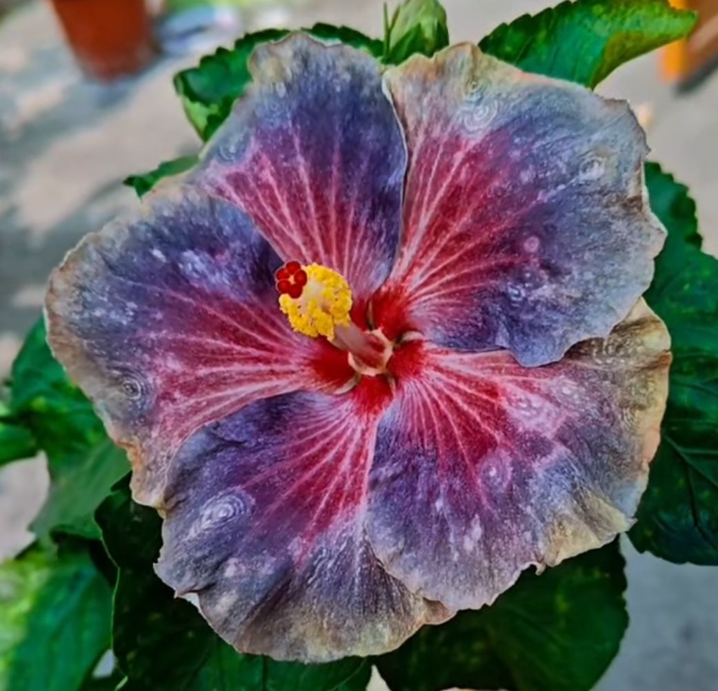 Wind Rosa Flower Dance