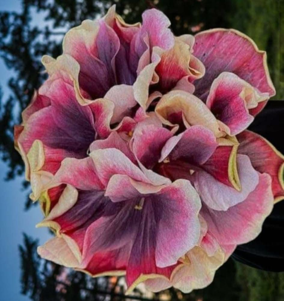 Wind Rosa Heart Throb