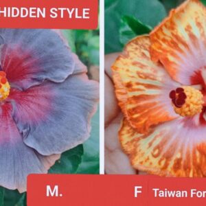 Wind Rosa Hidden Style X Taiwan Formosa Honey Toast