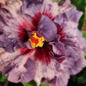 Wind Rosa Miraculous Work