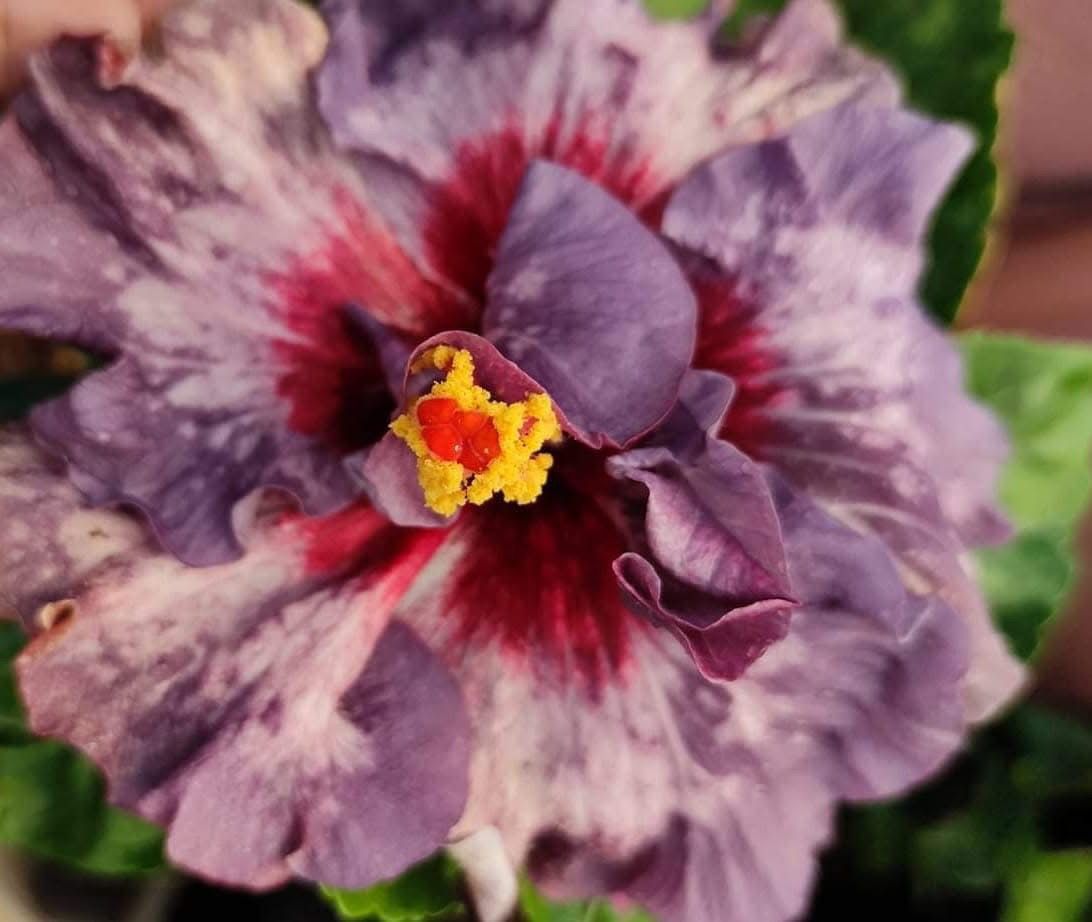 Wind Rosa Miraculous Work