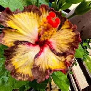 Wind Rosa Moon Trace Fairy