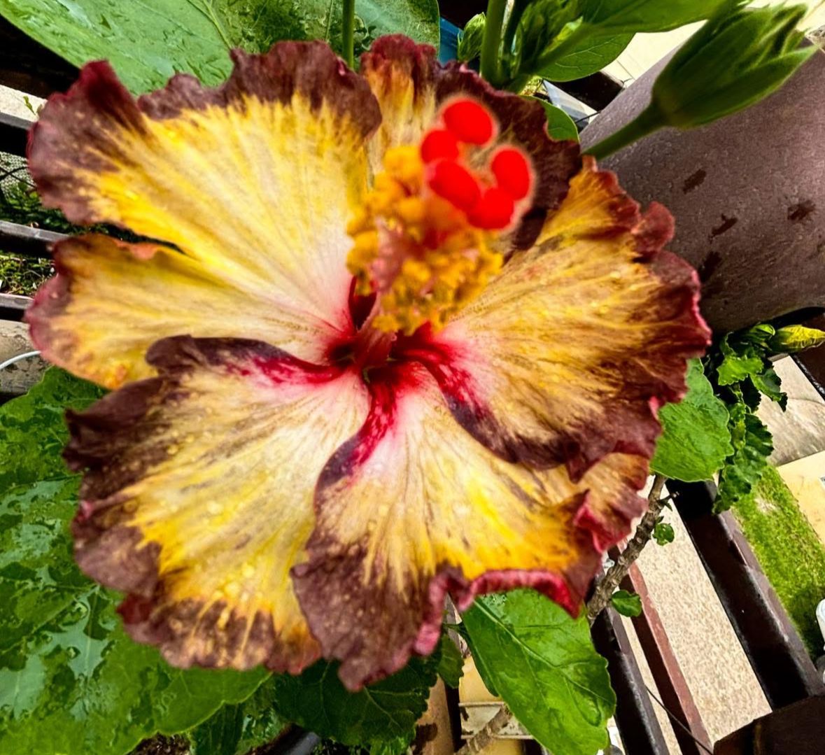 Wind Rosa Moon Trace Fairy