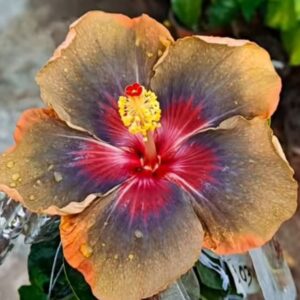 Wind Rosa Mountain Sea