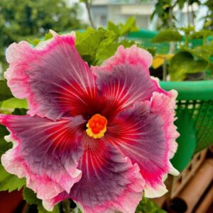 Wind Rosa Nine Yarns