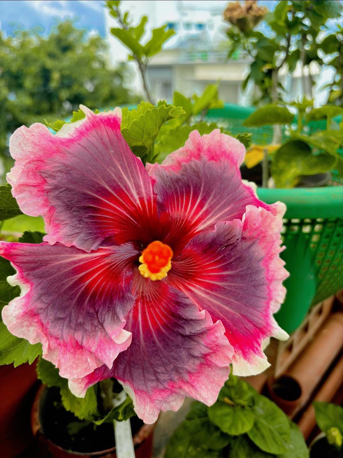 Wind Rosa Nine Yarns