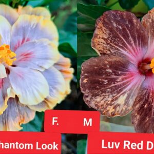 Wind Rosa Phantom Look X Luv Red Dust Inn