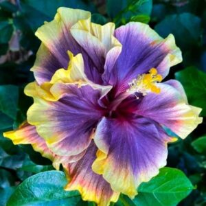 Wind Rosa Star Lion Mask