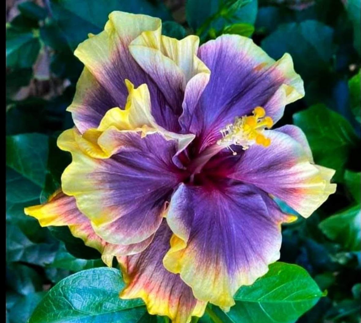 Wind Rosa Star Lion Mask