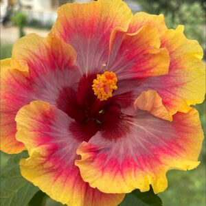 Wind Rosa Summer Geese