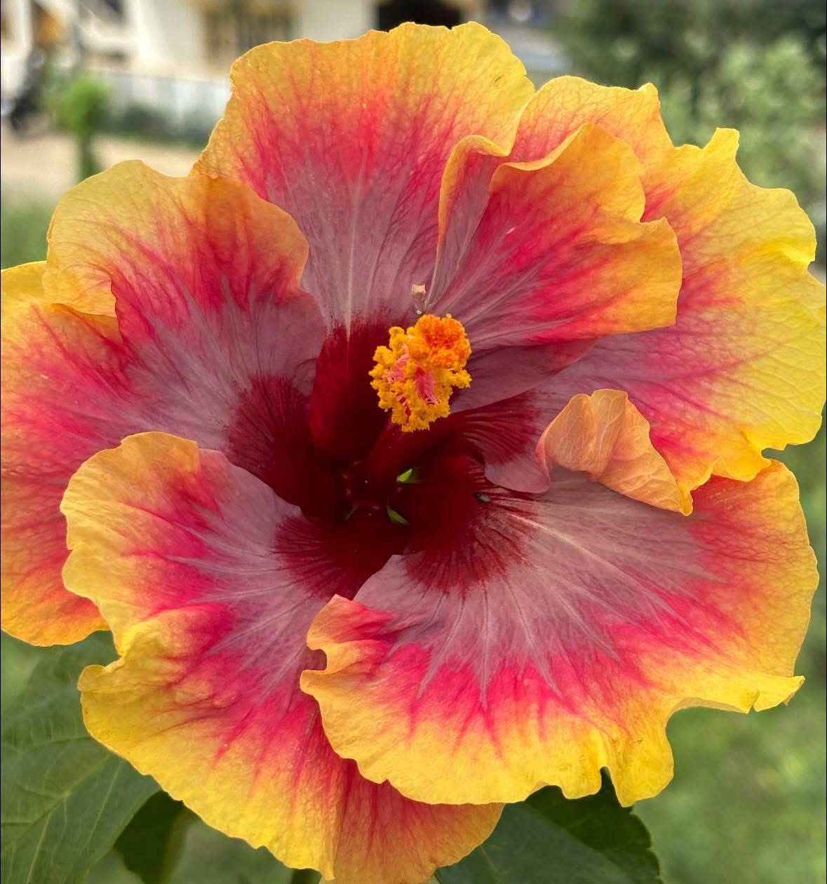 Wind Rosa Summer Geese