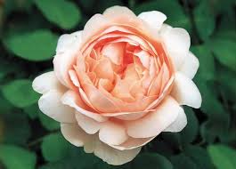Ambridge Rose