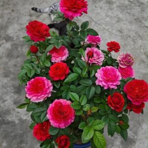 Stunning Juicy Terrazza