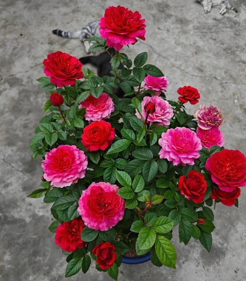 Stunning Juicy Terrazza