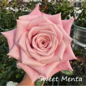 Sweet Menta