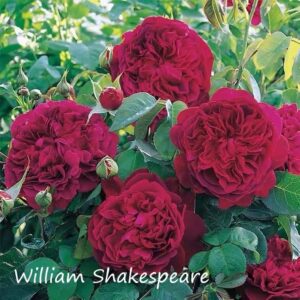 William Shakespeare