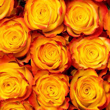 Yellow Magic Rose