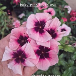Baby Pink Black eye