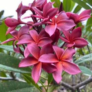 JN Dynasty Red Purple